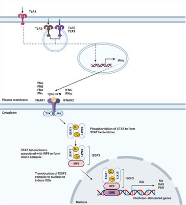 Harnessing type I interferon-mediated immunity to target malignant brain tumors
